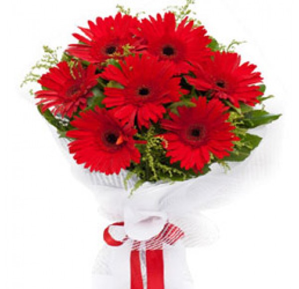 Breezy Enigma Red Gerbera